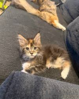 Photo №3. Chatons Maine Coon à vendre. La finlande