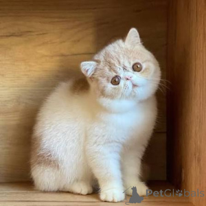 Photo №2 de l'annonce № 173298 de la vente exotic shorthair - acheter à Pologne annonce privée, éleveur