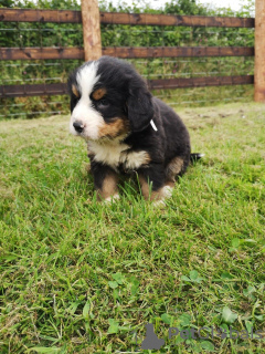 Photo №3. Mignons chiots bouviers bernois à adopter gratuitement. Allemagne