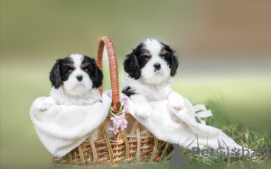 Photo №2 de l'annonce № 100617 de la vente cavalier king charles spaniel - acheter à Biélorussie de la fourrière