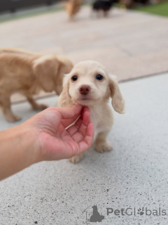 Photo №1. teckel - à vendre en ville de Linz | négocié | Annonce №163658