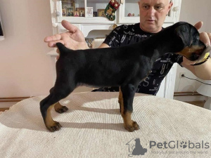 Photo №1. dobermann - à vendre en ville de Novi Bečej | négocié | Annonce №84848