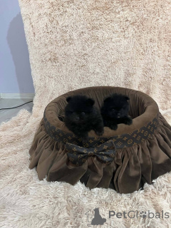 Photo №4. Je vais vendre spitz nain en ville de Nouveau jardin.  - prix - 500€