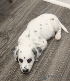 Photo №3. Charmant chiot Dalmatien tacheté à vendre Doux et ludique. Allemagne