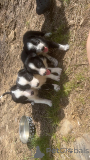 Photo №1. border collie - à vendre en ville de Eisma | Gratuit | Annonce №176062