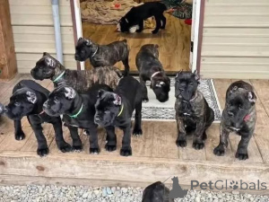 Photo №2 de l'annonce № 173389 de la vente cane corso - acheter à Danemark annonce privée, éleveur