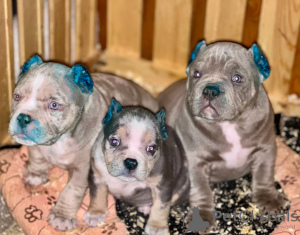Photo №2 de l'annonce № 81819 de la vente american bully - acheter à USA annonce privée, éleveur