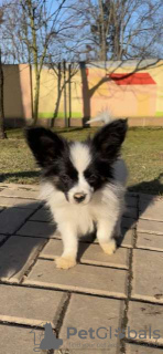 Photo №1. papillon - à vendre en ville de Vienna | Gratuit | Annonce №98097