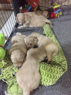 Photos supplémentaires: Chiots Golden Retriever en bonne santé disponibles maintenant à la vente