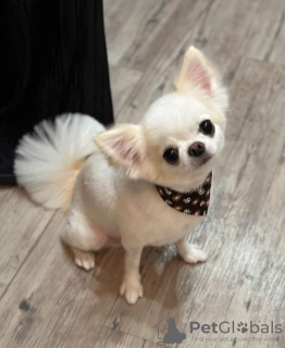 Photo №2 de l'annonce № 120232 de la vente chihuahua - acheter à USA éleveur