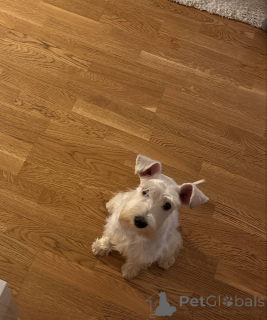 Photo №3. Chiot tsvergshnauser, fille, 6 mois.. Serbie