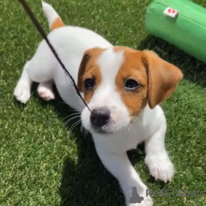 Photo №1. jack russell terrier - à vendre en ville de Sarajevo | négocié | Annonce №119848