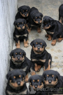 Photo №1. rottweiler - à vendre en ville de Bremerhaven | 106€ | Annonce №129637