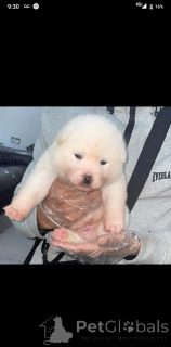 Photo №1. spitz japonais - à vendre en ville de Birkenwerder | 339€ | Annonce №161339