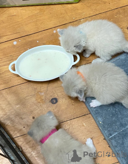 Photo №4. Je vais vendre ragdoll en ville de Wiener Neustadt. éleveur - prix - 150€