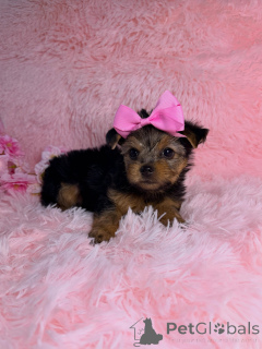 Photo №1. yorkshire terrier - à vendre en ville de Montpellier | négocié | Annonce №169423