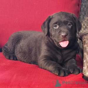 Photo №1. labrador retriever - à vendre en ville de Berlin | 600€ | Annonce №176361