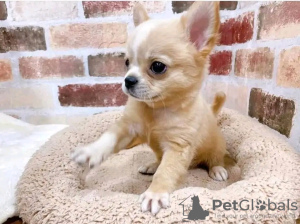 Photo №1. chihuahua - à vendre en ville de Porto | Gratuit | Annonce №123078