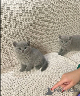 Photo №1. british shorthair - à vendre en ville de Berlin | 300€ | Annonce № 137124