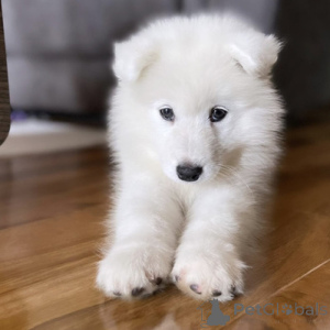 Photo №3. Vier bezaubernde Samojedenwelpen zu verkaufen. Contactez-moi pour. Allemagne