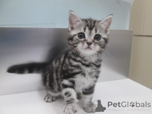 Photo №2 de l'annonce № 159563 de la vente american shorthair - acheter à Allemagne annonce privée