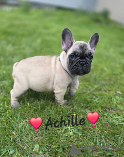 Photo №1. bouledogue - à vendre en ville de Anjala | Gratuit | Annonce №164310
