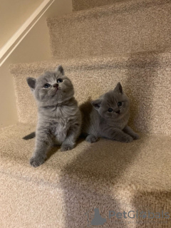 Photo №2 de l'annonce № 119926 de la vente british shorthair - acheter à Fédération de Russie annonce privée, éleveur