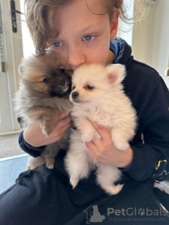 Photo №2 de l'annonce № 97035 de la vente spitz nain - acheter à USA annonce privée