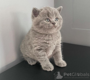 Photo №1. british shorthair - à vendre en ville de Orlando | 398€ | Annonce № 102885