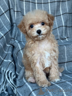 Photo №3. Adorable chiot maltipoo pour adoption. USA