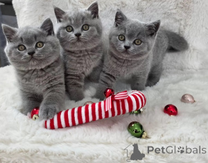 Photo №2 de l'annonce № 170923 de la vente british shorthair - acheter à Irlande 
