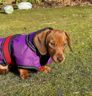 Photo №3. 3 chiots teckel sont des compagnons ludiques, curieux et adorables. Avec leurs. France