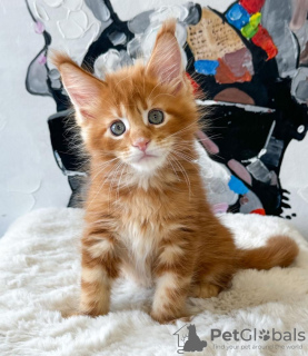 Photo №1. maine coon - à vendre en ville de Orlando | 398€ | Annonce № 114857