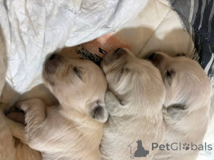 Photo №2 de l'annonce № 147418 de la vente golden retriever - acheter à USA éleveur