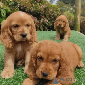 Photo №1. cocker spaniel anglais - à vendre en ville de Toulouse | 400€ | Annonce №31688