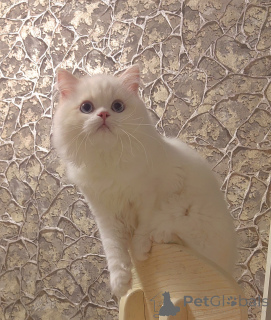 Photo №3. Chatons écossais. Fédération de Russie