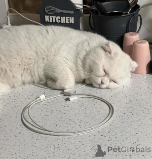 Photo №3. BÉBÉ FILLE CHERCHE SA MAISON FUREVER scottishfoldkittens scottishfold. France