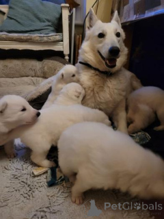 Photo №1. berger allemand - à vendre en ville de Lépetani | 380€ | Annonce №158938