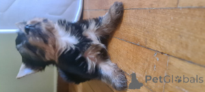 Photo №1. yorkshire terrier - à vendre en ville de Афины | négocié | Annonce №140666