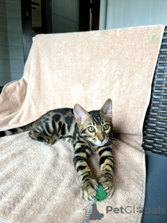 Photo №1. bengal - à vendre en ville de Minsk | 406€ | Annonce № 168529