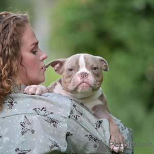 Photo №3. Taureaux américains Micro, NANO. Biélorussie