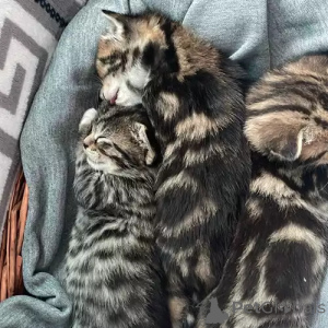 Photo №1. bengal - à vendre en ville de Se promener | 380€ | Annonce № 167253