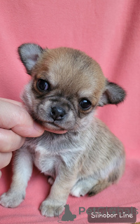Photo №3. Boy Chihuahua Couleur rouge. Fédération de Russie