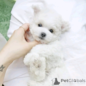 Photo №3. Bichon Frize Welpen Bereit Zu Gehen. USA