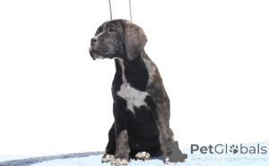 Photo №1. cane corso - à vendre en ville de Buzău | 1200€ | Annonce №140503