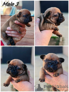 Photo №4. Je vais vendre bouledogue en ville de Zrenjanin. éleveur - prix - négocié