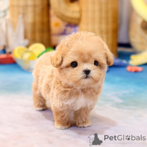 Photo №1. maltipu - à vendre en ville de Alabama | négocié | Annonce №152225