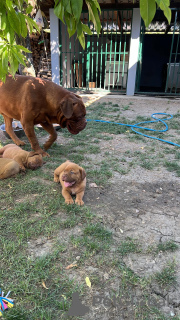 Photo №4. Je vais vendre dogue de bordeaux en ville de Prokuplje. éleveur - prix - négocié