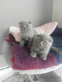 Photo №1. scottish fold - à vendre en ville de Helsinki | 700€ | Annonce № 161074