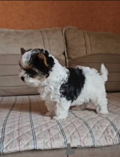 Photo №3. castor. Georgia